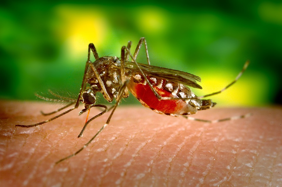 Two Quick Easy Natural Remedies for Mosquito Bite Itching and Swelling