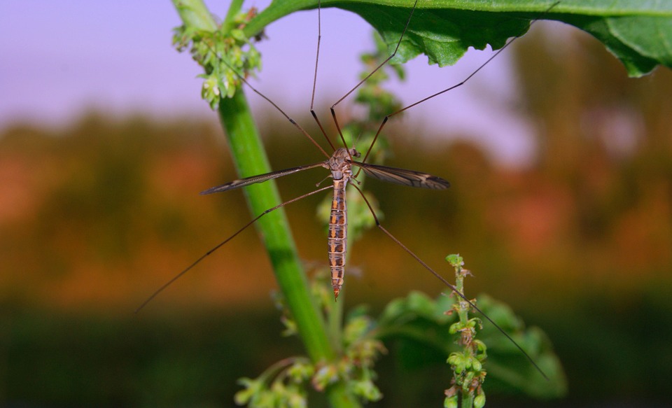 Powerful Natural Mosquito Bite Remedy