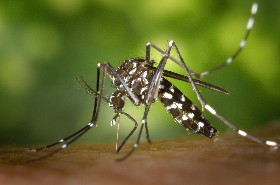 Two Quick Natural Remedies for Mosquito Bite Itching and Swelling